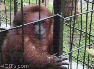 singe mangeant une banane